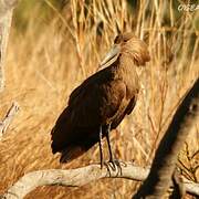 Hamerkop