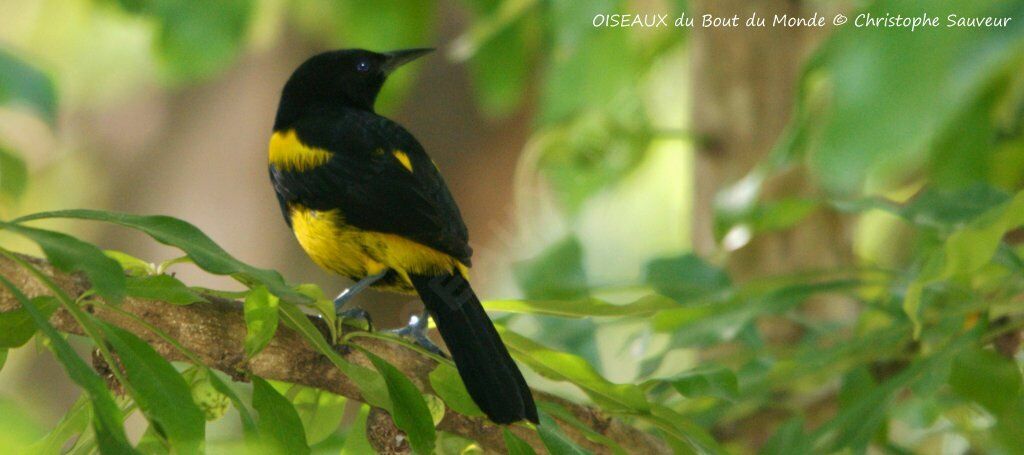 Oriole à capuchon