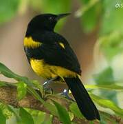 Hispaniolan Oriole