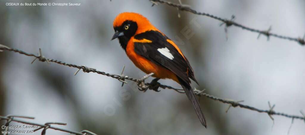 Oriole à dos orangeadulte, identification