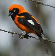 Orange-backed Troupial