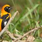 Oriole à dos orange