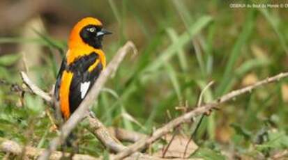 Oriole à dos orange