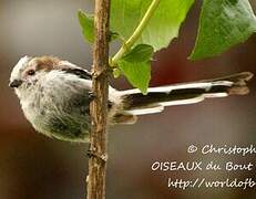 Long-tailed Tit