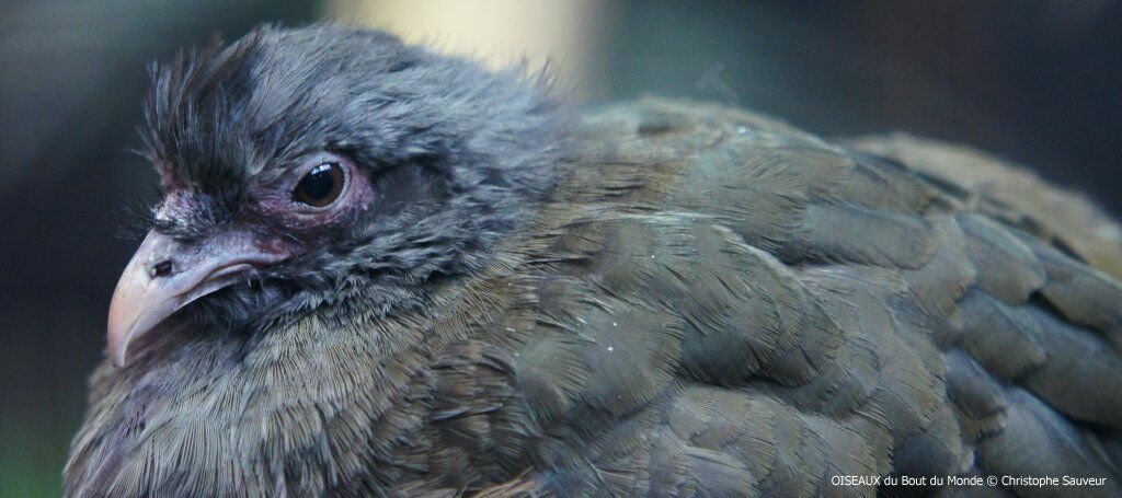 Chaco Chachalaca