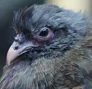 Chaco Chachalaca