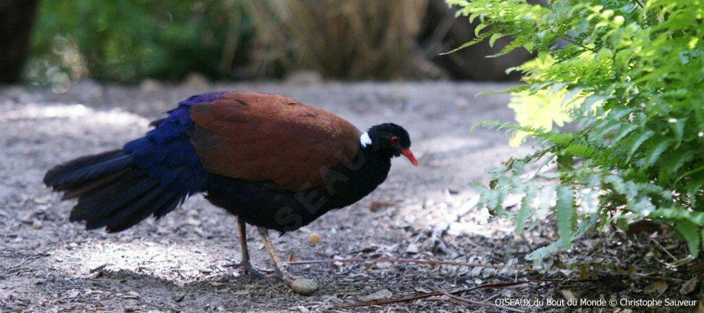 Pheasant Pigeon