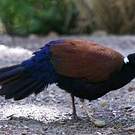 Otidiphaps noble