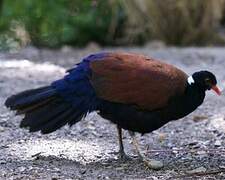 Pheasant Pigeon