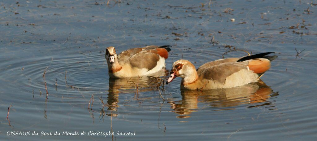 Egyptian Goose