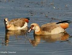 Egyptian Goose