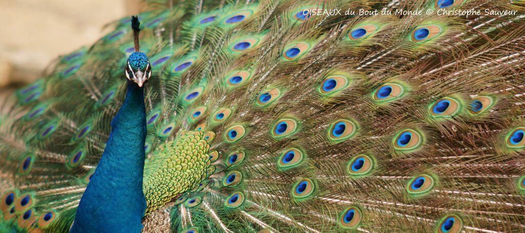 Indian Peafowl