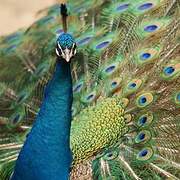 Indian Peafowl