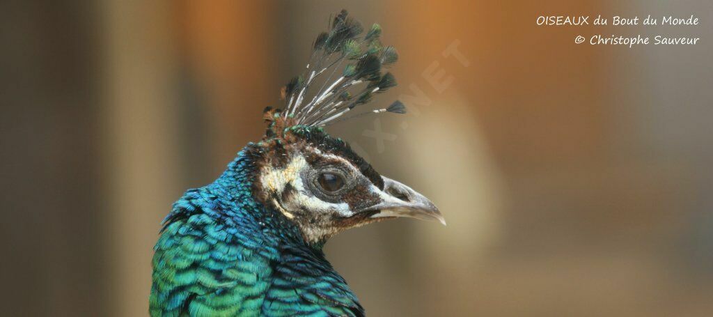 Green Peafowl