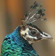 Green Peafowl