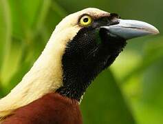 Lesser Bird-of-paradise