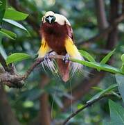 Lesser Bird-of-paradise