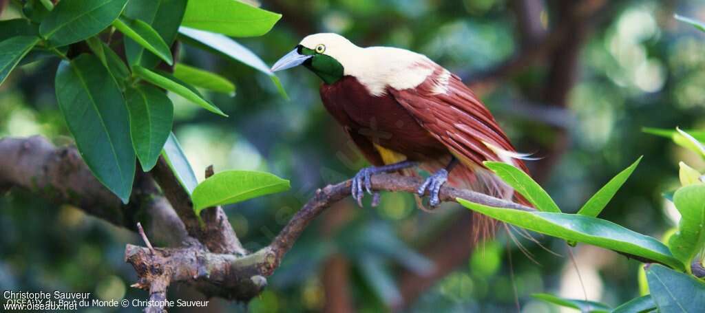 Lesser Bird-of-paradise male adult, close-up portrait