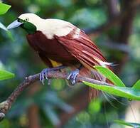 Lesser Bird-of-paradise