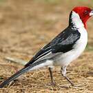 Paroare dominicain