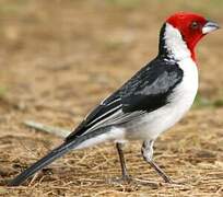 Red-cowled Cardinal