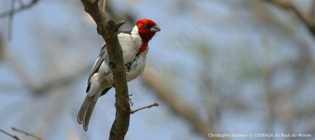 Red-cowled Cardinal