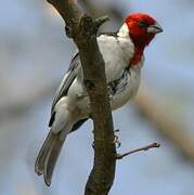 Red-cowled Cardinal