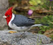 Red-crested Cardinal