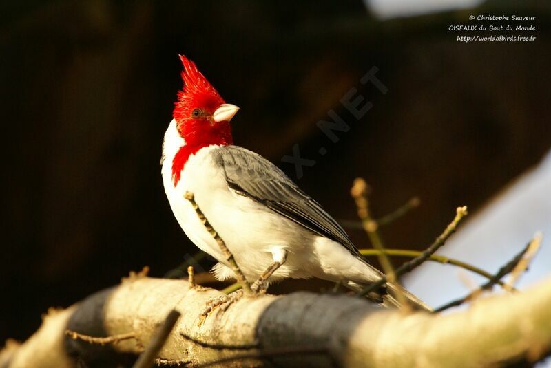 Red-crested Cardinal, identification
