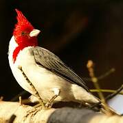 Red-crested Cardinal