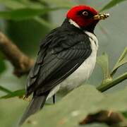 Red-capped Cardinal