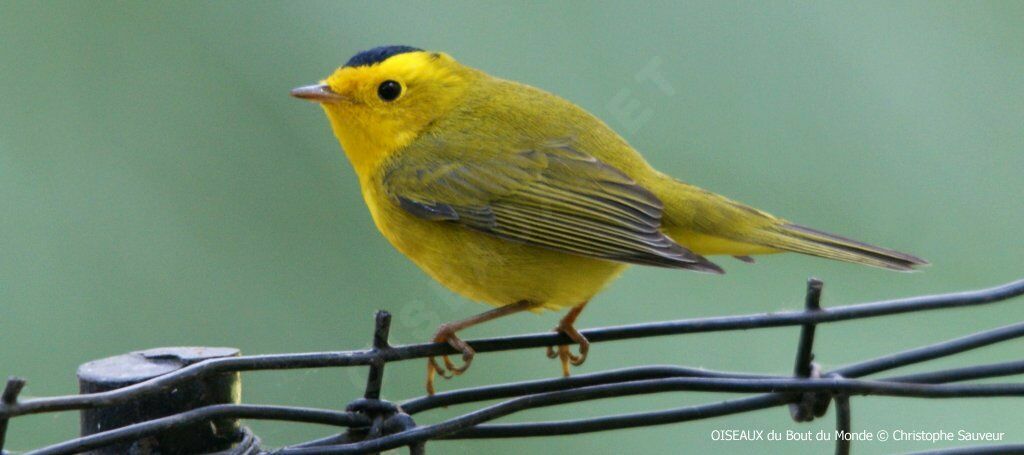 Wilson's Warbler