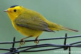 Wilson's Warbler