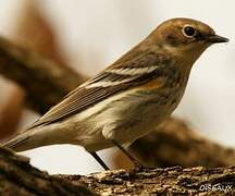 Myrtle Warbler