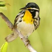 Yellow-throated Warbler