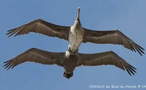 Brown Pelican