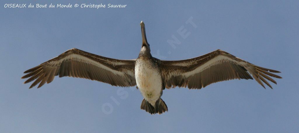 Brown Pelican, Flight