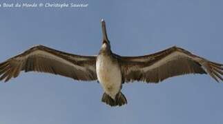 Brown Pelican