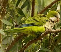 Monk Parakeet