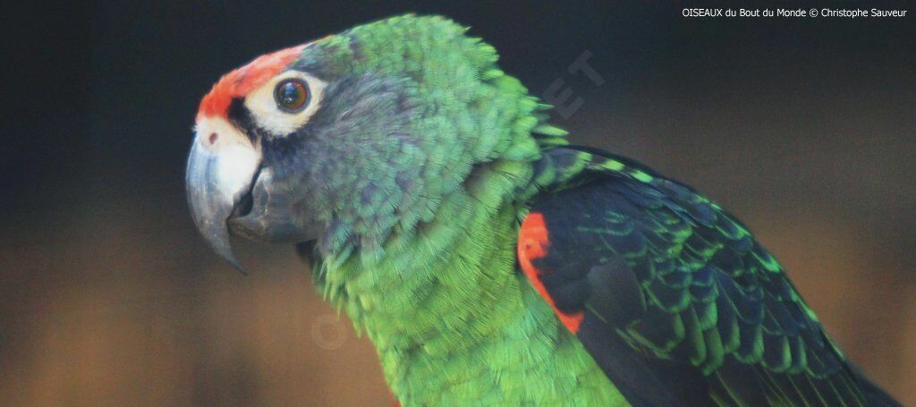 Red-fronted Parrot