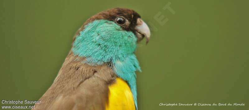 Hooded Parrot male adult, close-up portrait