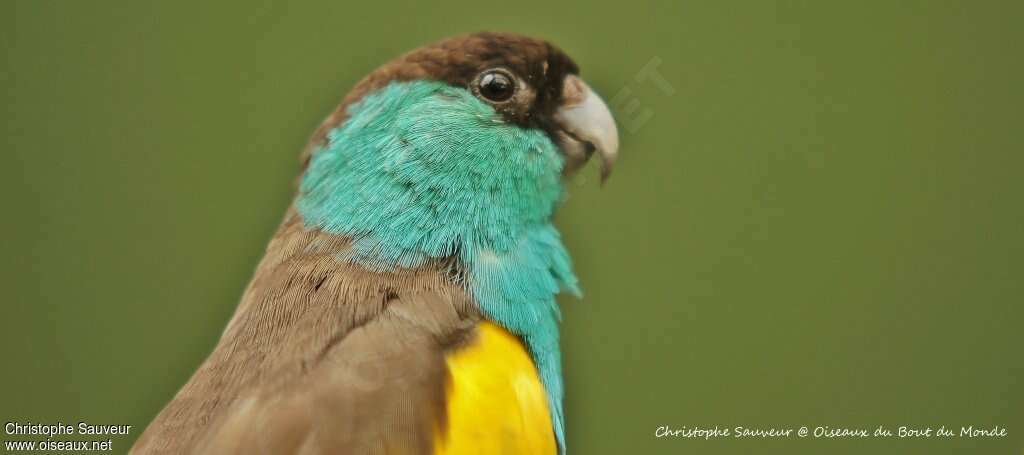 Hooded Parrot male adult, close-up portrait