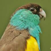 Hooded Parrot