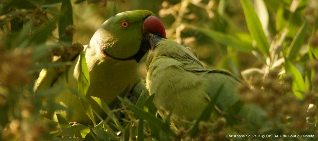 Rose-ringed Parakeet