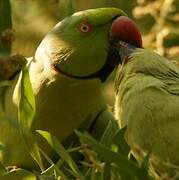 Rose-ringed Parakeet