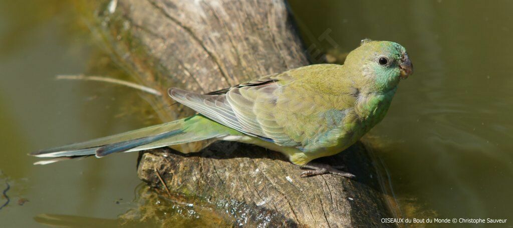 Red-rumped Parrot