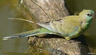 Red-rumped Parrot