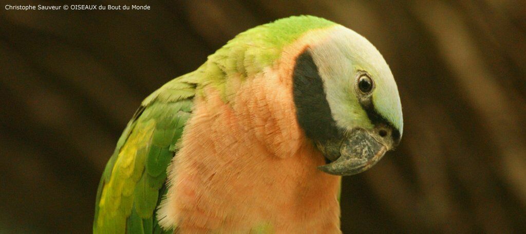 Red-breasted Parakeet