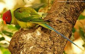 Plum-headed Parakeet