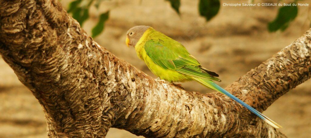 Plum-headed Parakeet